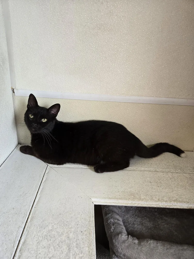 An adult medium-sized male Domestic Short Hair cat named Qtip for adoption in Maquoketa, IA