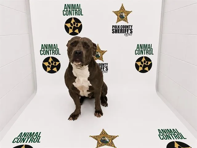 An adult medium-sized female American Bulldog dog named Chyna for adoption in Winter Haven, FL