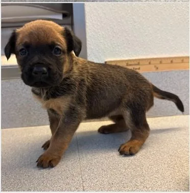 A baby small-sized female Mixed Breed dog named Milkshake for adoption in West Chester, PA