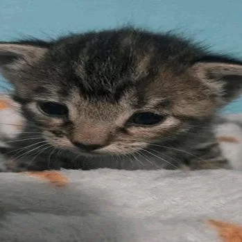 A baby small-sized female Brown / Chocolate Domestic Short Hair cat named Win for adoption in New York, NY