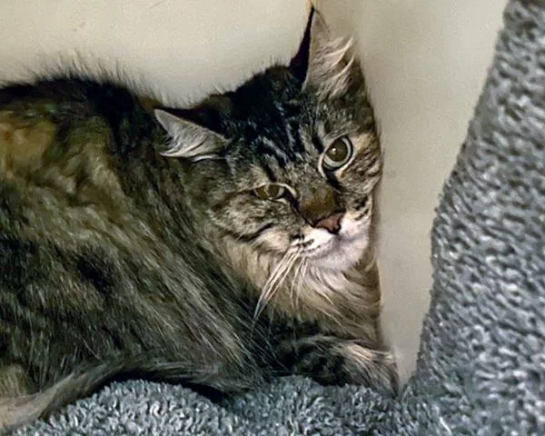 A senior medium-sized female Domestic Long Hair cat named Bailey for adoption in Oceanside, CA
