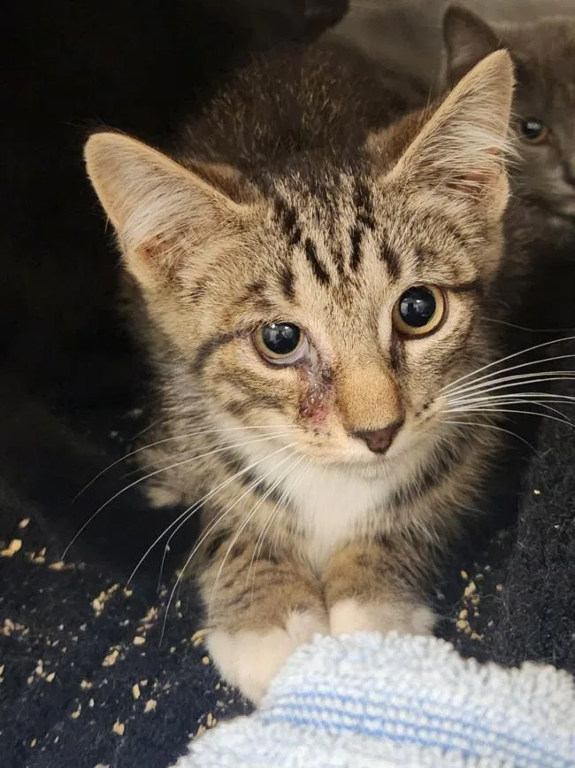 A baby small-sized male Domestic Short Hair cat named Hullabaloo for adoption in Hagerstown, MD