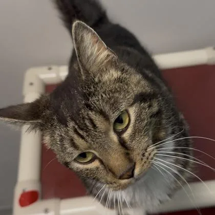 A young medium-sized male Domestic Short Hair cat named Clyde for adoption in Janesville, WI