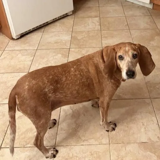A senior medium-sized female Coonhound dog named Rosey for adoption in Verona, NJ