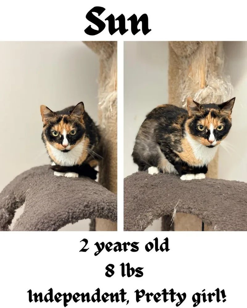A young small-sized female Domestic Short Hair cat named Sun for adoption in Albany, GA