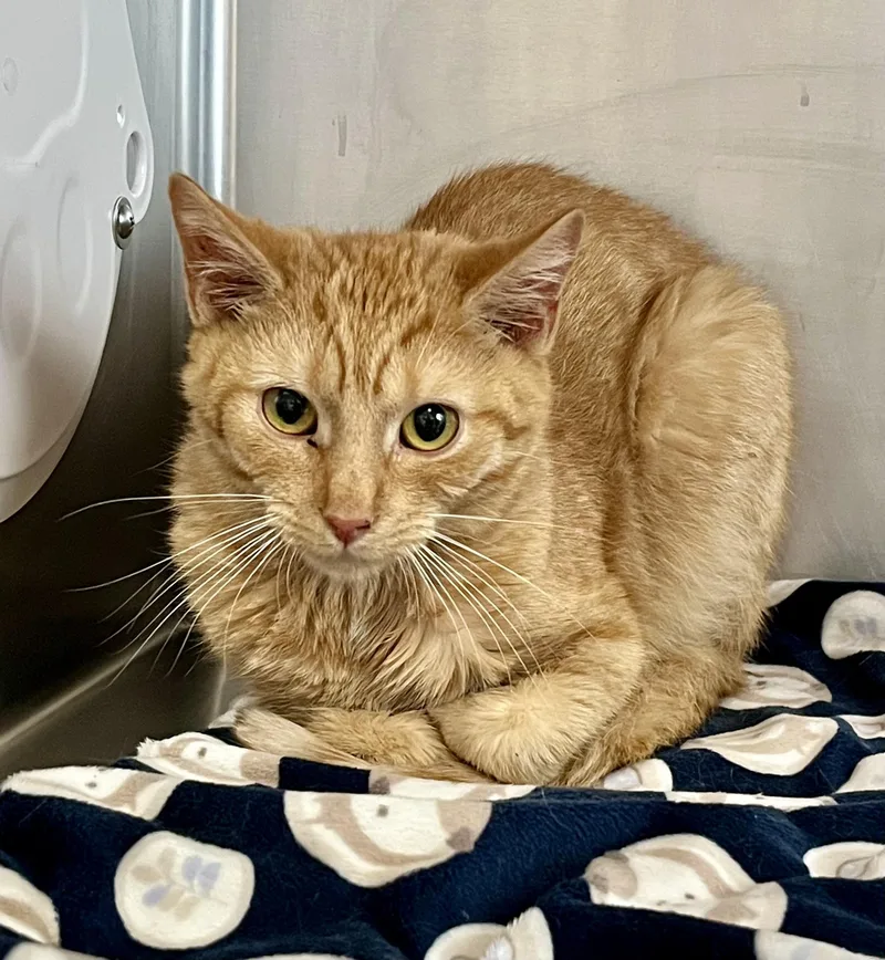 An adult medium-sized male Tabby (Orange / Red) Domestic Short Hair cat named Downy Woodpecker for adoption in Seville, OH