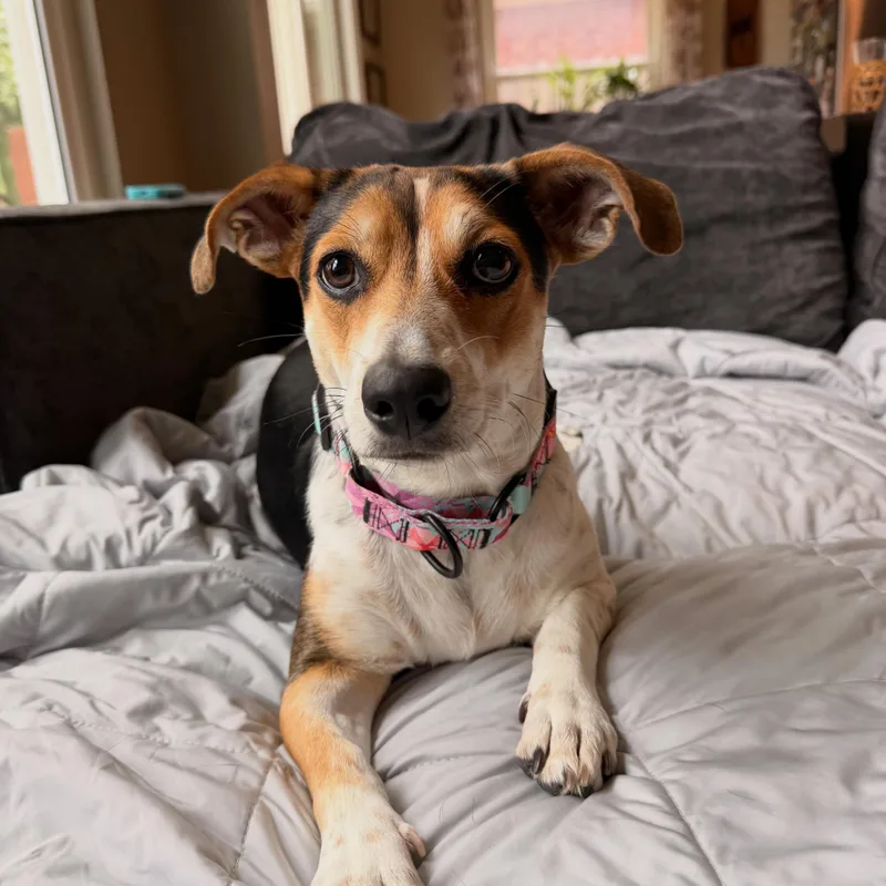 An adult medium-sized female Tricolor (Brown, Black, & White) Mixed Breed dog named Bonnie for adoption in Buda, TX