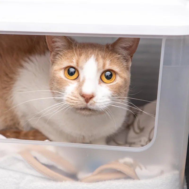 An adult medium-sized female Orange / Red Domestic Short Hair cat named Sunny for adoption in New York, NY