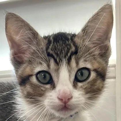 A baby medium-sized male Domestic Short Hair cat named Maryland for adoption in Pleasanton, CA