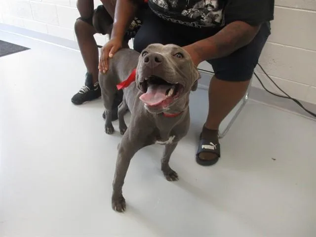 A young medium-sized female Pit Bull Terrier dog named A for adoption in Ocala, FL