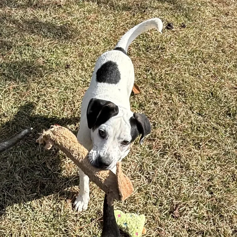 A young medium-sized male White / Cream Bulldog dog named Tony Fun And for adoption in Houston, TX