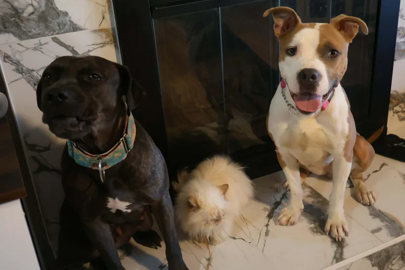 An adult medium-sized female Apricot / Beige Pit Bull Terrier dog named Lola for adoption in Kansas City, MO