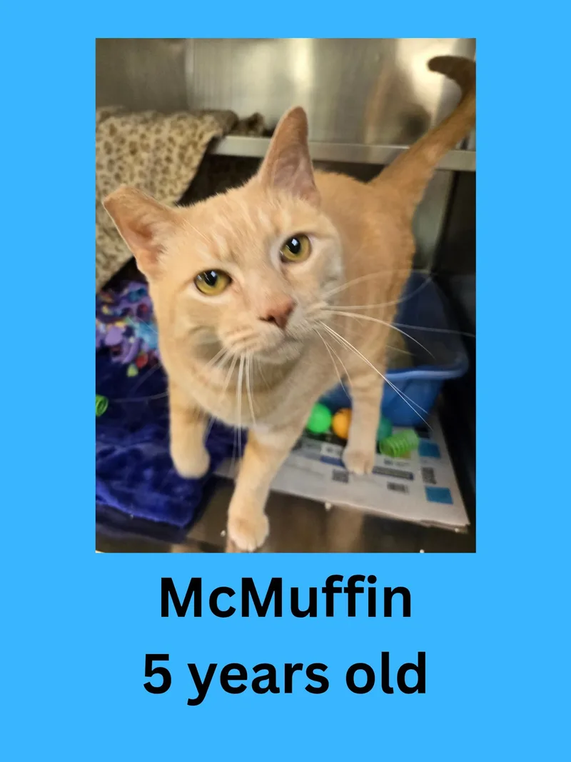 An adult medium-sized male Orange / Red Domestic Short Hair cat named Mcmuffin for adoption in Ravenna, OH