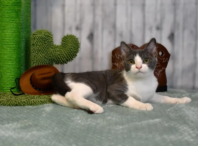 A baby small-sized male Domestic Short Hair cat named Linford for adoption in Roanoke, TX