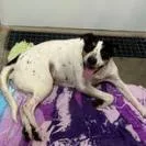 Petunia thumbnail 5