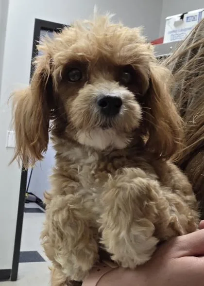 A young small-sized female Cavalier King Charles Spaniel dog named Erin for adoption in Kinzers , PA