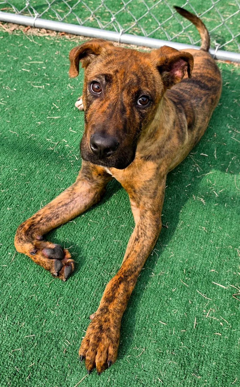 A baby medium-sized male Plott Hound dog named Camo for adoption in Gainesville, TX