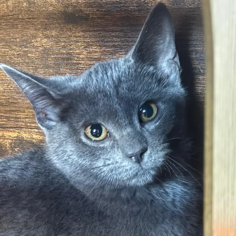 A baby small-sized female Gray / Blue / Silver Domestic Short Hair cat named Mantis for adoption in Decatur, GA