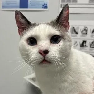 An adult large-sized male Domestic Short Hair cat named Bo for adoption in Jacksonville, FL