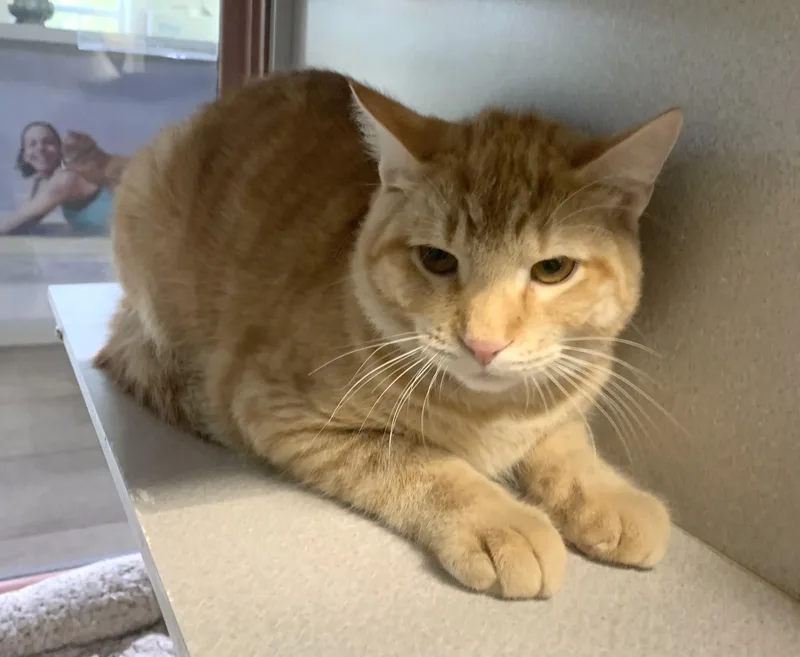 An adult medium-sized male Tabby (Orange / Red) Domestic Short Hair cat named Draco for adoption in Massena, NY