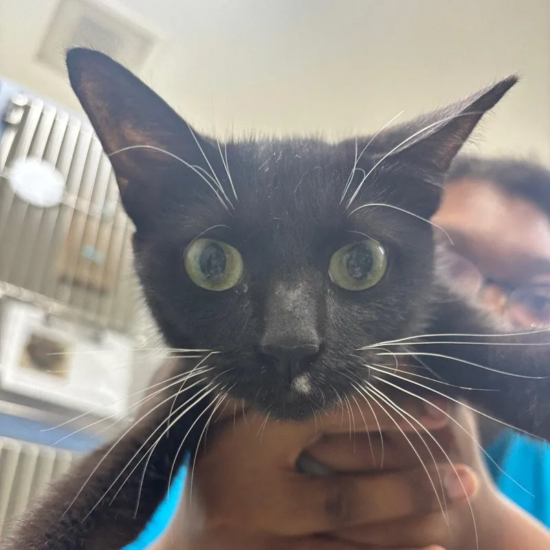 An adult medium-sized female Domestic Short Hair cat named Candle for adoption in New Castle, DE