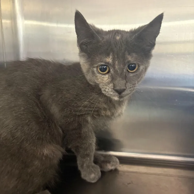A baby medium-sized female Tortoiseshell Domestic Short Hair cat named Thunder Paw for adoption in Pullman, WA