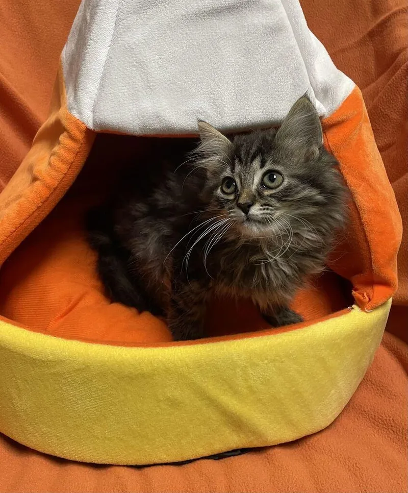 A baby small-sized female Domestic Long Hair cat named Domino for adoption in Jackson, MI