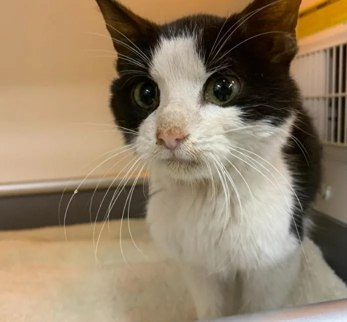 A young medium-sized male Black & White / Tuxedo Domestic Short Hair cat named Phooey for adoption in Tampa, FL