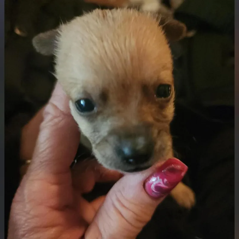 A baby small-sized male White / Cream Wirehaired Terrier dog named Baklava for adoption in Tampa, FL