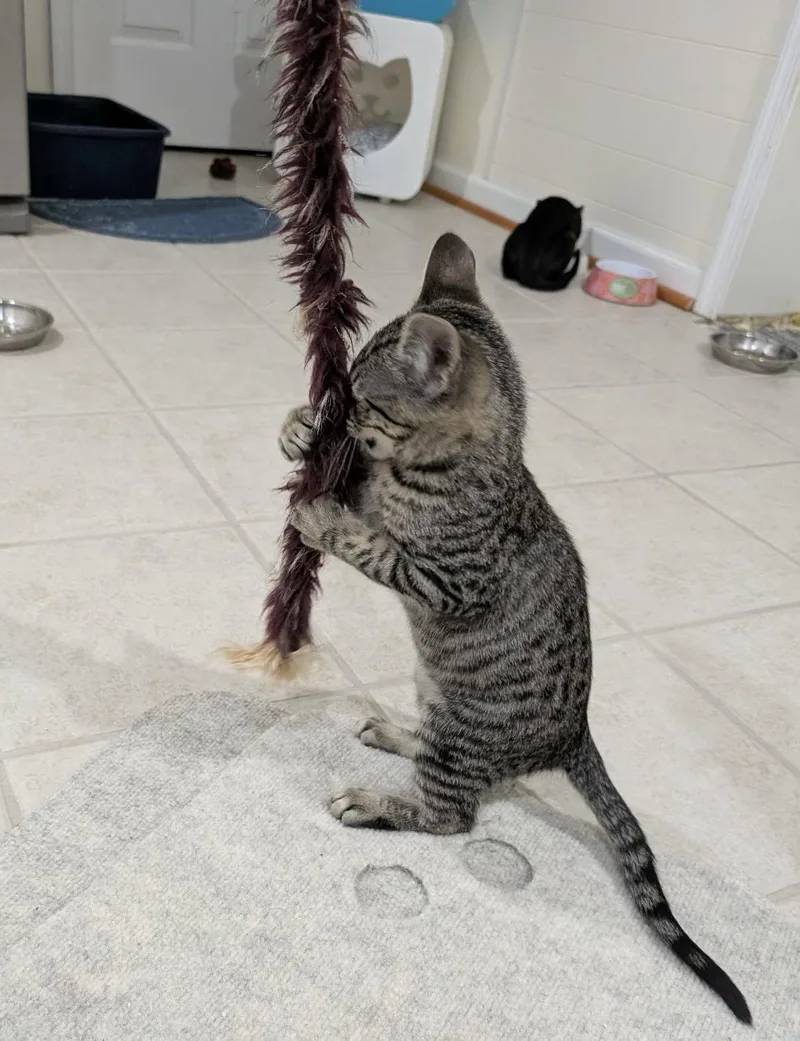 A baby medium-sized male Domestic Short Hair cat named Zeus for adoption in King George, VA