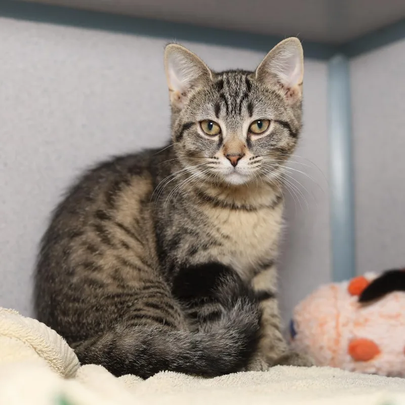 A baby medium-sized female Brown / Chocolate Domestic Short Hair cat named My Little Pony for adoption in Chicago, IL