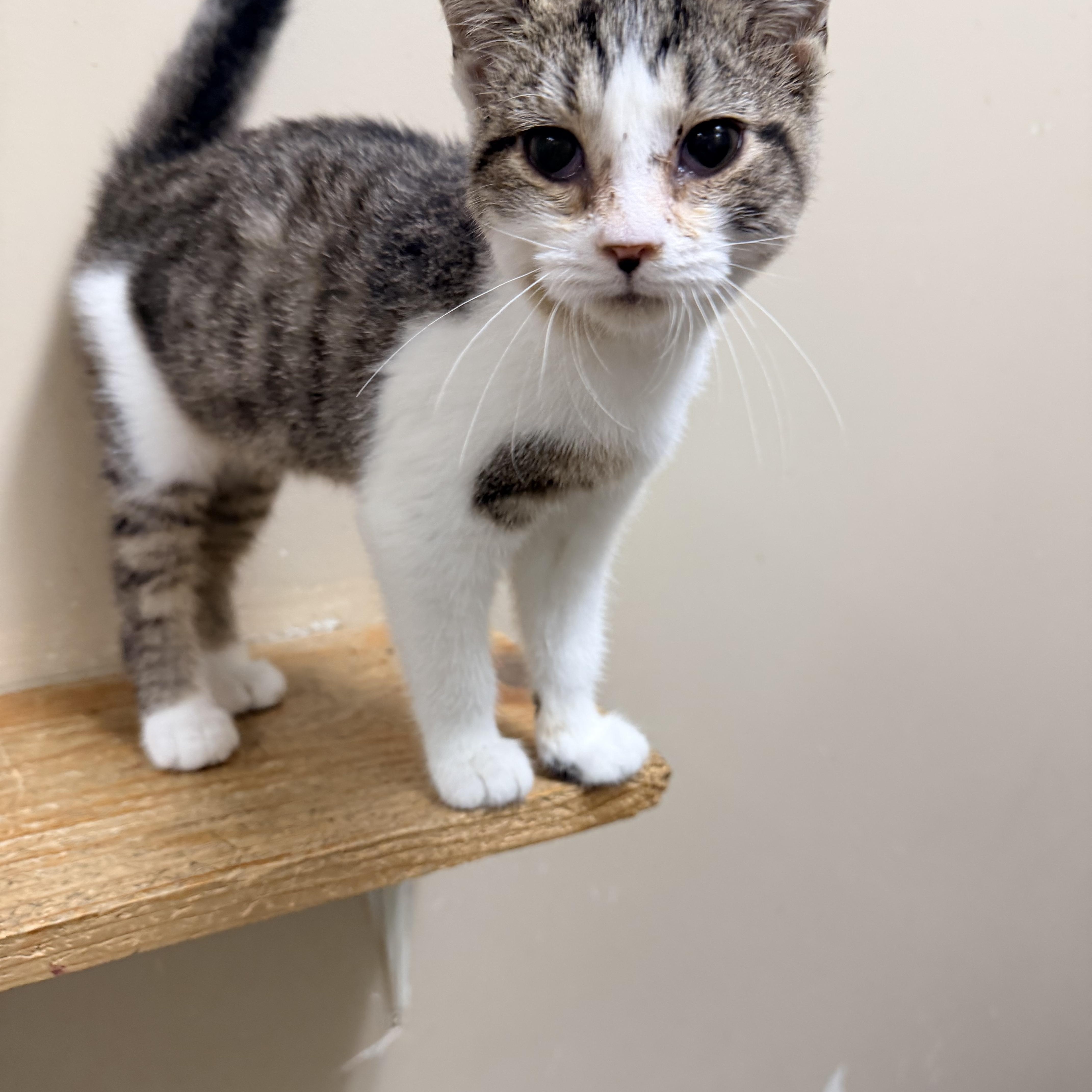 A baby medium-sized male Tabby (Gray / Blue / Silver) Domestic Short Hair cat named Noah for adoption in Logan, OH