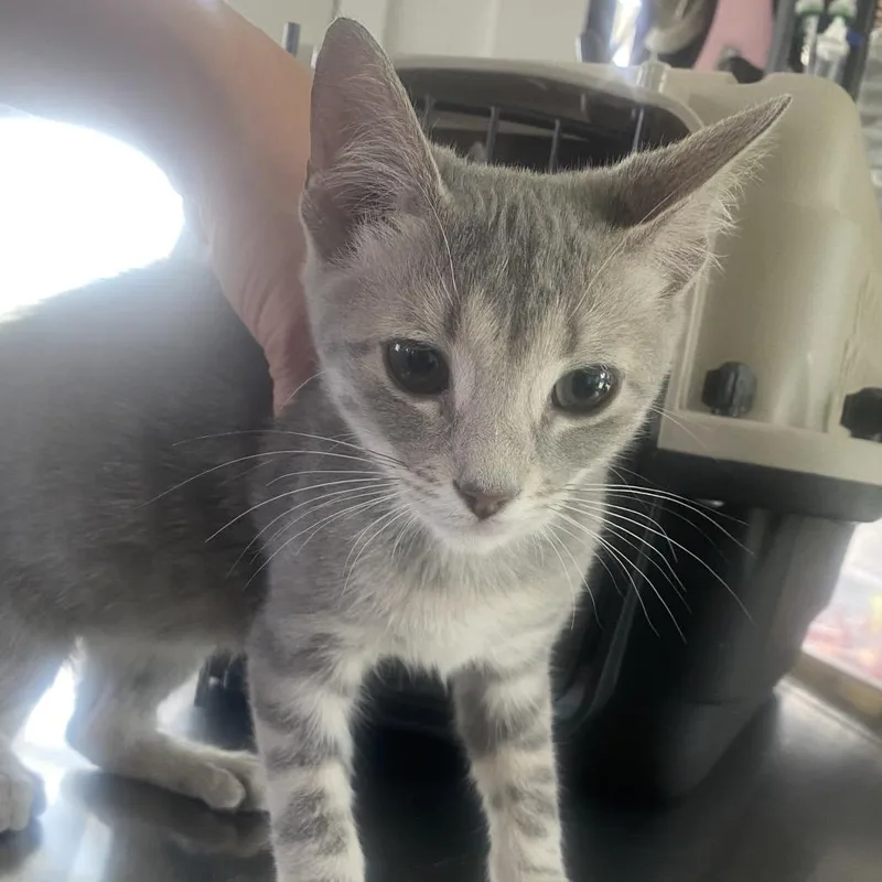A baby small-sized male Gray / Blue / Silver Domestic Short Hair cat named Joe for adoption in Chapel Hill, NC