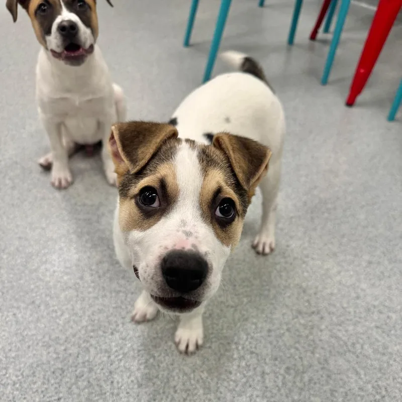 A baby medium-sized female White / Cream Mixed Breed dog named Mary Jo for adoption in Wheeling, IL
