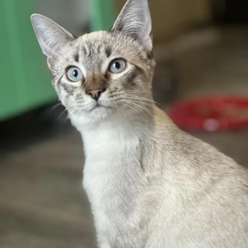A baby medium-sized male Domestic Medium Hair cat named Button for adoption in San Saba, TX