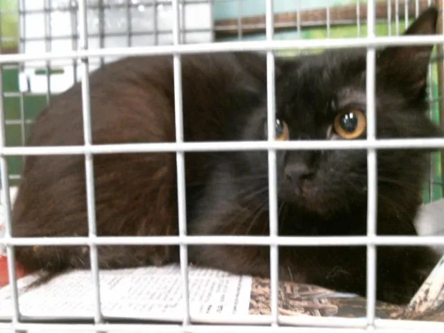 A young medium-sized female Domestic Short Hair cat named Tiffany for adoption in Houston, TX