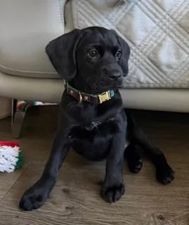 A young small-sized male Cocker Spaniel dog named Monos for adoption in Miami, FL