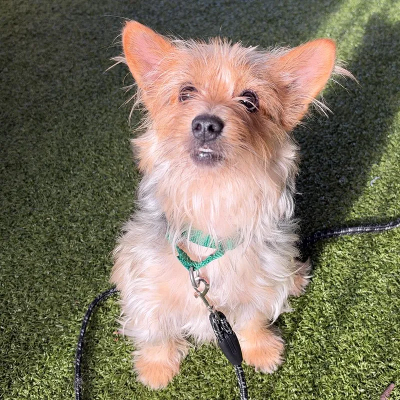 A young small-sized male Black Yorkshire Terrier dog named Snickle Fritz for adoption in West Palm Beach, FL