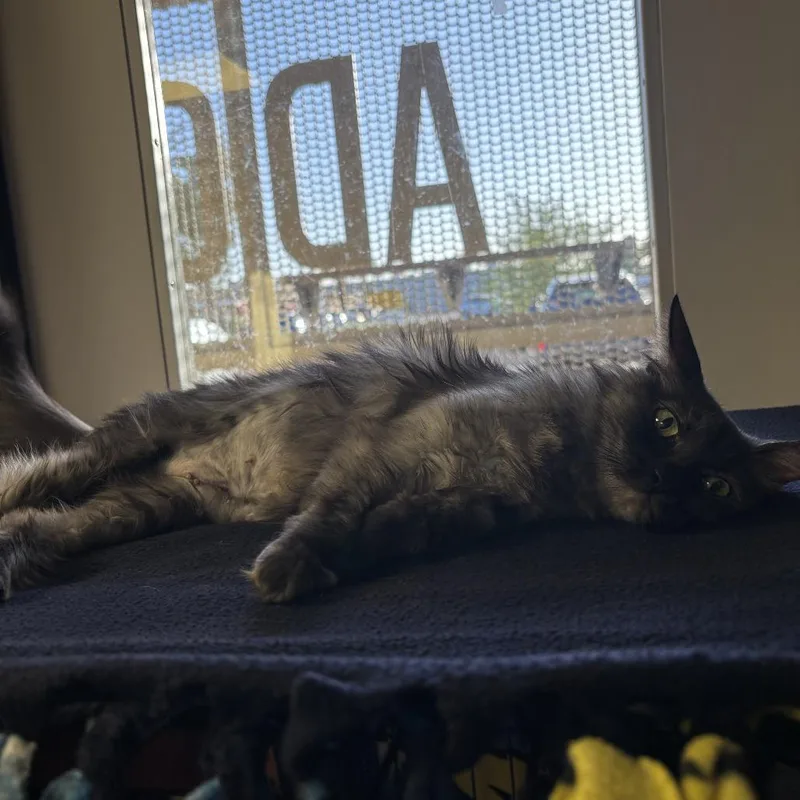 Cinnamon thumbnail 2