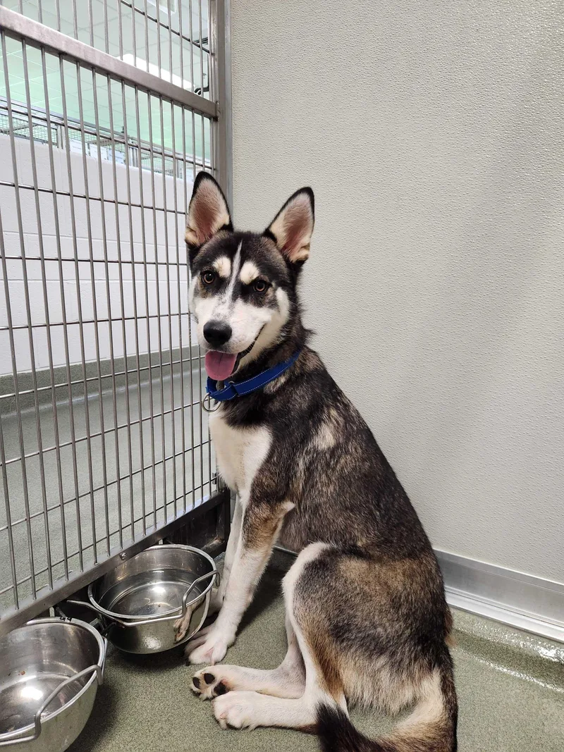 An adult medium-sized male Gray / Blue / Silver Husky dog named The Great Gazoo for adoption in Maidens, VA