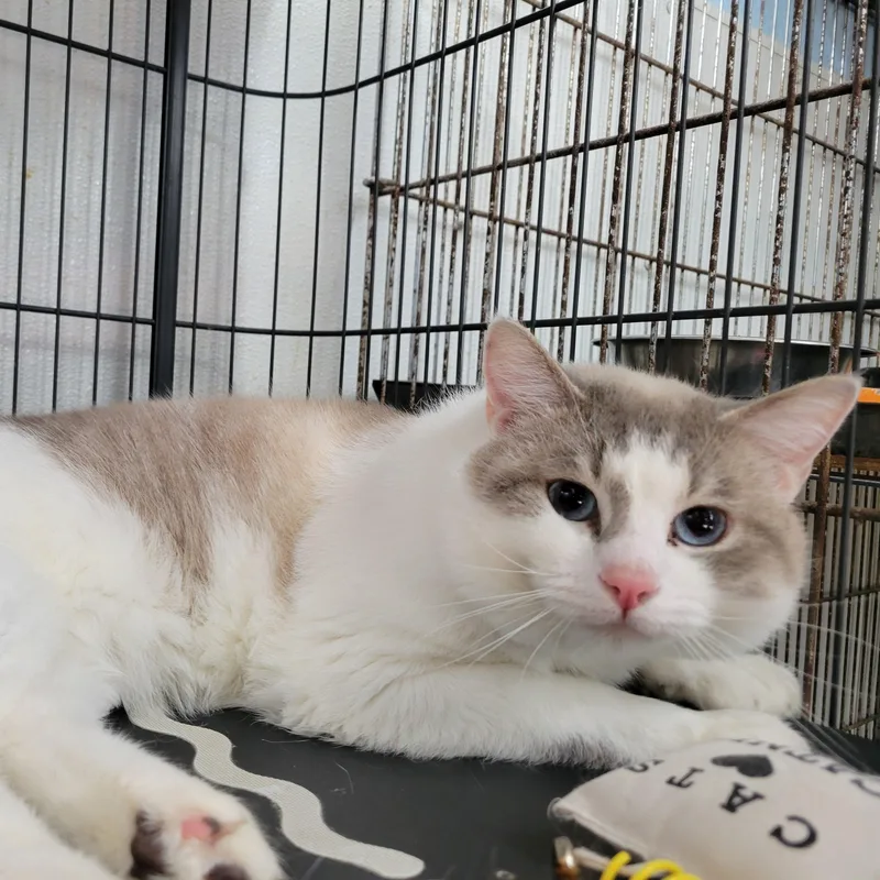 A young medium-sized male Domestic Short Hair cat named Axel for adoption in Clarinda, IA