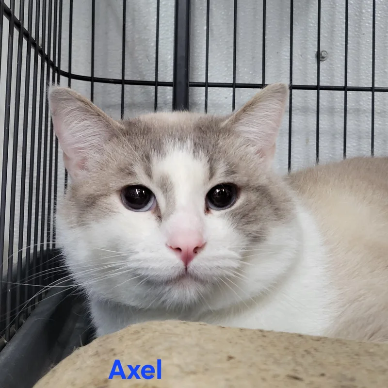 Axel thumbnail 4