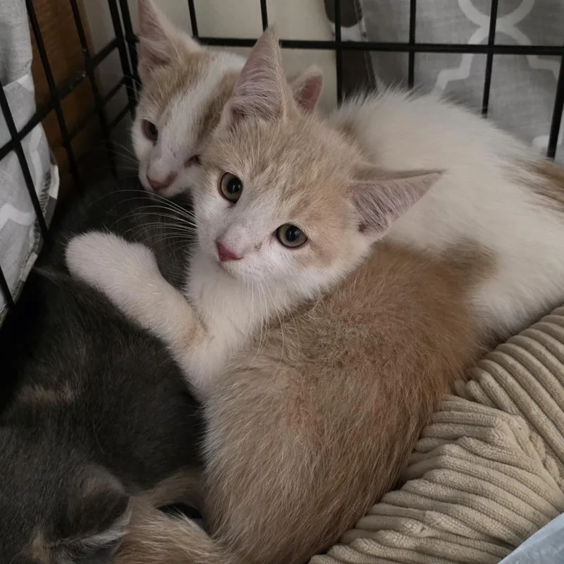 A baby small-sized male Domestic Short Hair cat named Sweet Potato for adoption in Madison, WI
