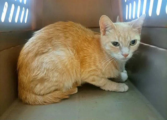 A young small-sized female Domestic Short Hair cat named Cackle for adoption in Easton, MD