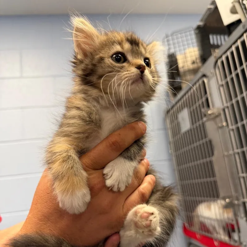 A baby small-sized female Calico Domestic Long Hair cat named Quest for adoption in Martinsville, VA