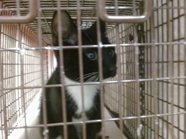 A baby small-sized female Domestic Short Hair cat named Lia for adoption in Miami, FL