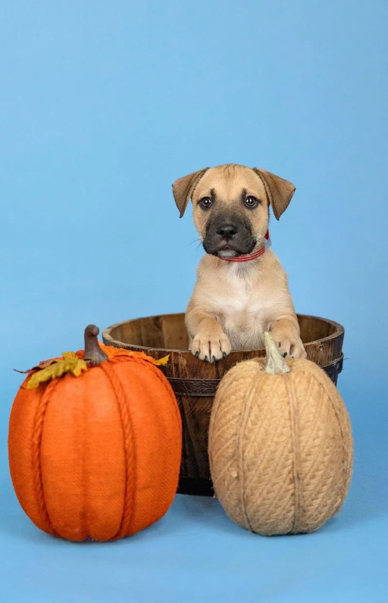A baby medium-sized female Shepherd dog named 830-26 for adoption in Brighton, CO