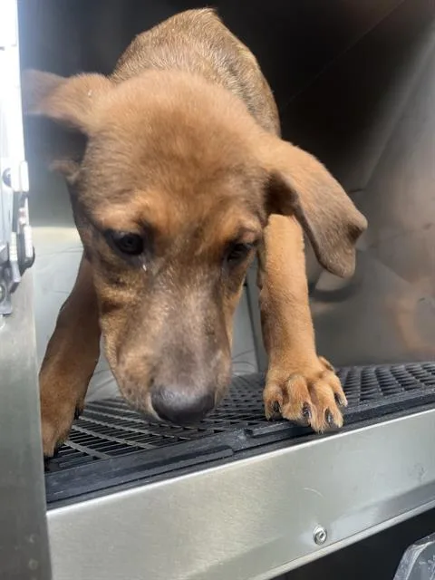 A young medium-sized female Mixed Breed dog named Cali for adoption in Dallas, TX