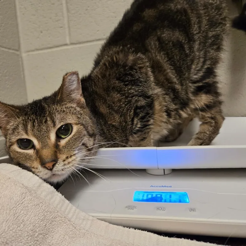A senior medium-sized female Brown / Chocolate Domestic Short Hair cat named Pretty Eyes for adoption in Bristol, IN