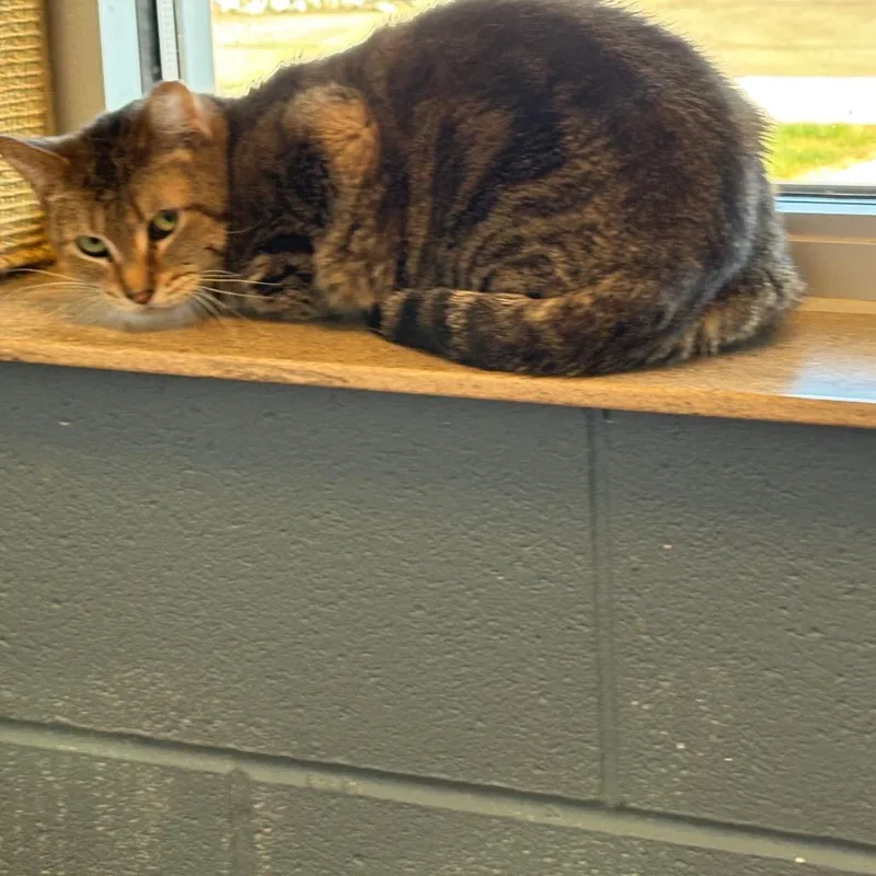 Pretty Eyes thumbnail 2